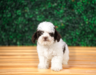 9 week old Poodle Puppy For Sale - Puppy Love PR