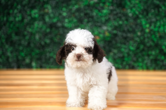 Cute Pudle Purebred Puppy