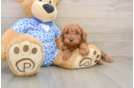 Petite Pooodle Purebred Puppy