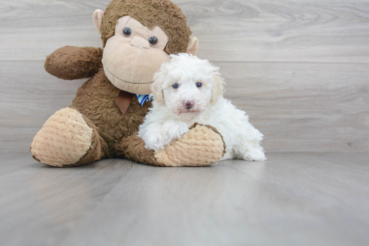 Meet Einstein - our Poodle Puppy Photo 1/3 - Puppy Love PR Cute Poodle Baby