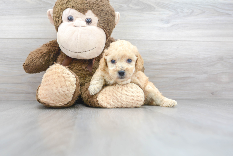 Meet Einstein - our Poodle Puppy Photo 1/2 - Puppy Love PR Cute Poodle Baby