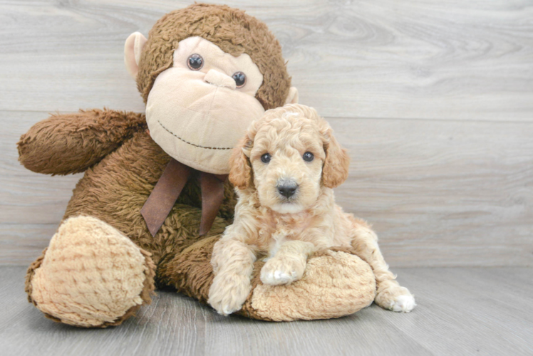 Meet Einstein - our Poodle Puppy Photo 1/3 - Puppy Love PR Poodle Puppy for Adoption