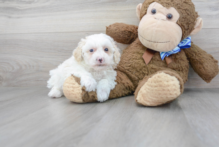 Poodle Pup Being Cute