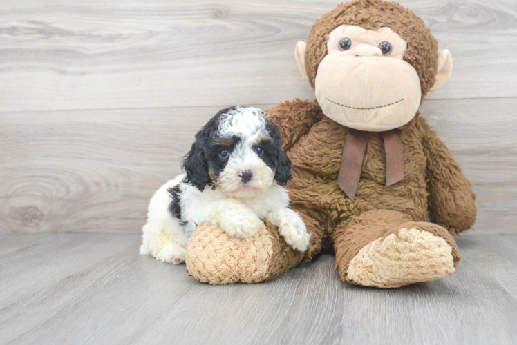 Meet Echanto - our Poodle Puppy Photo 1/3 - Puppy Love PR Cute Pudle Purebred Puppy