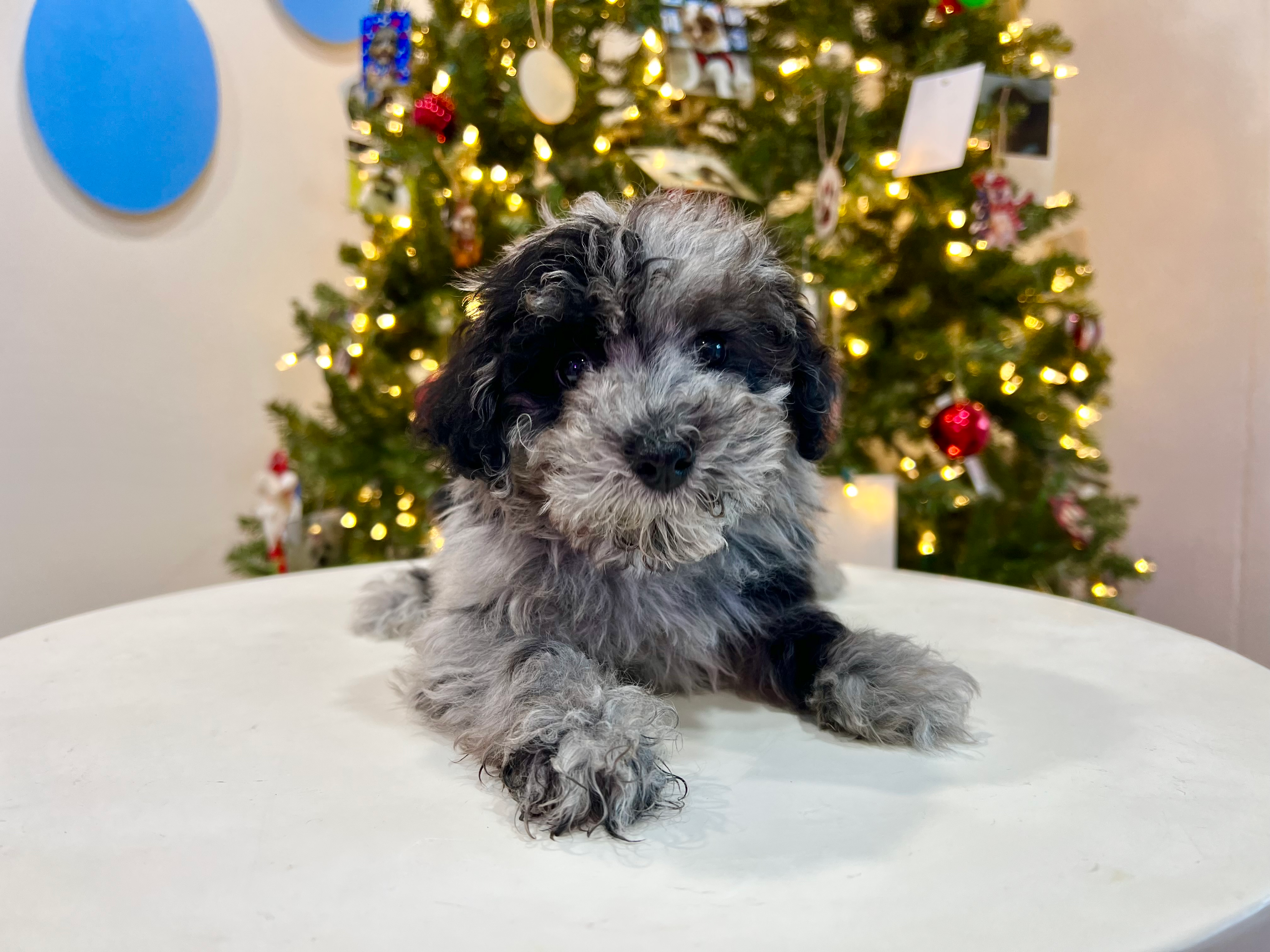 Best Poodle Baby