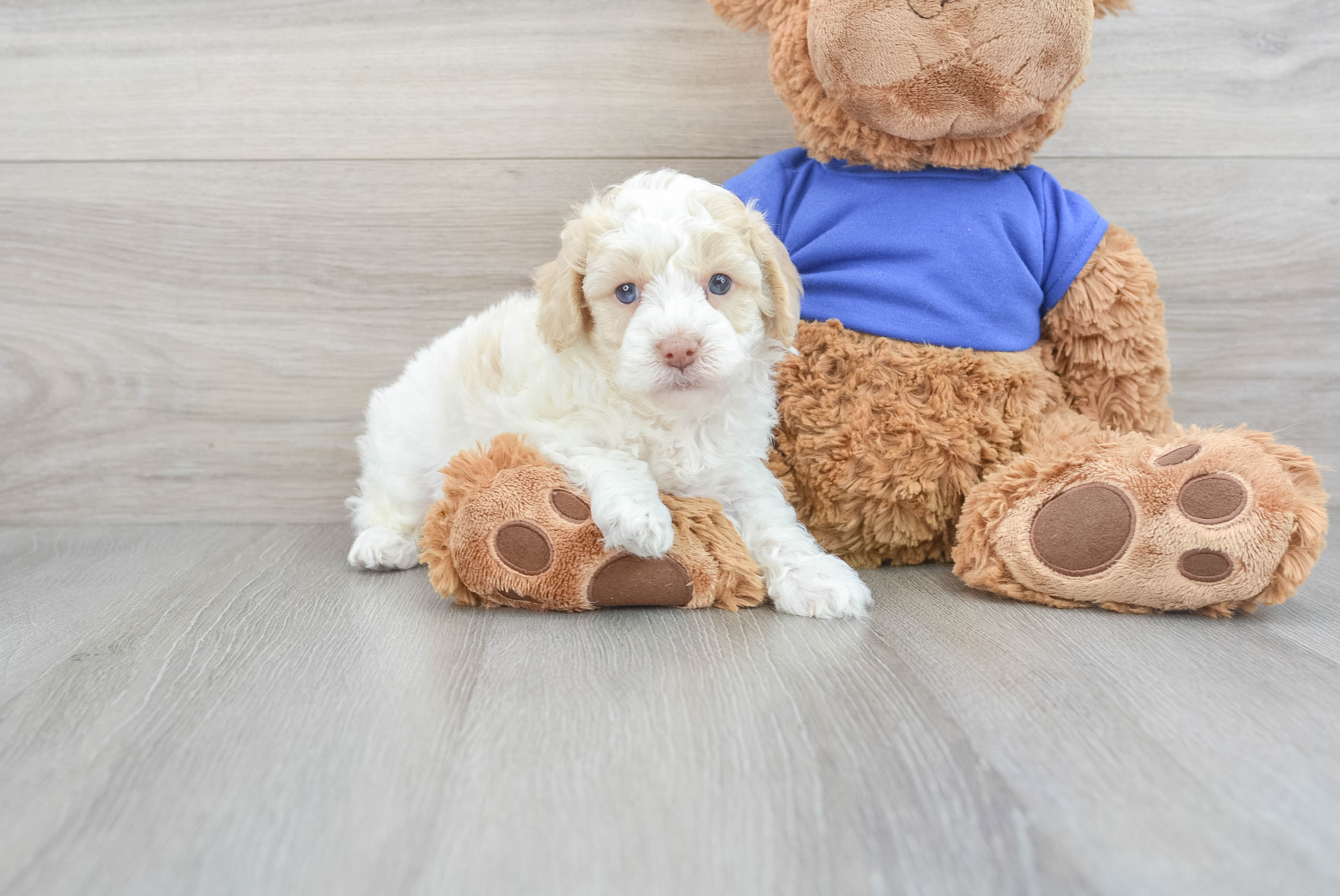 Popular Poodle Baby
