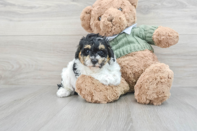 Poodle Pup Being Cute