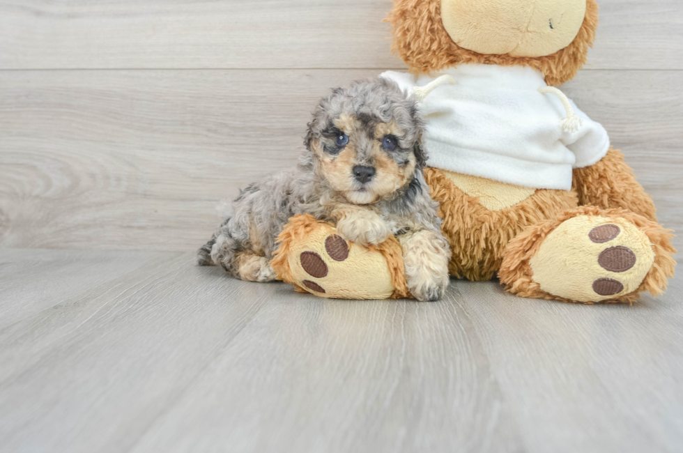6 week old Poodle Puppy For Sale - Puppy Love PR