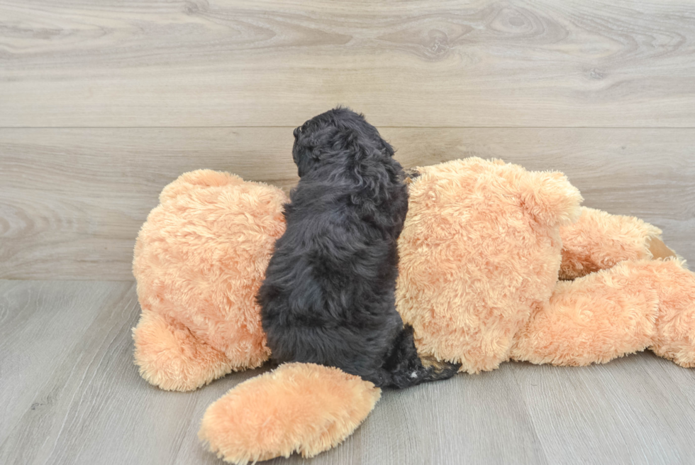 Akc Registered Poodle Purebred Pup