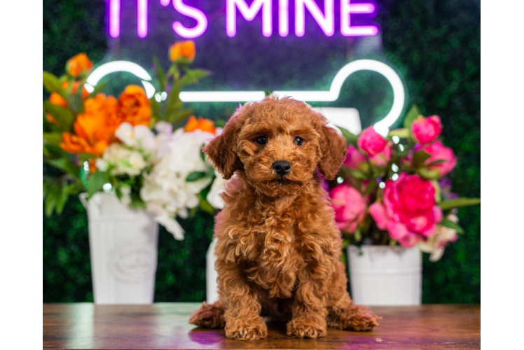 Cute Poodle Purebred Pup