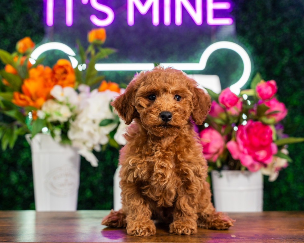 Cute Poodle Purebred Pup