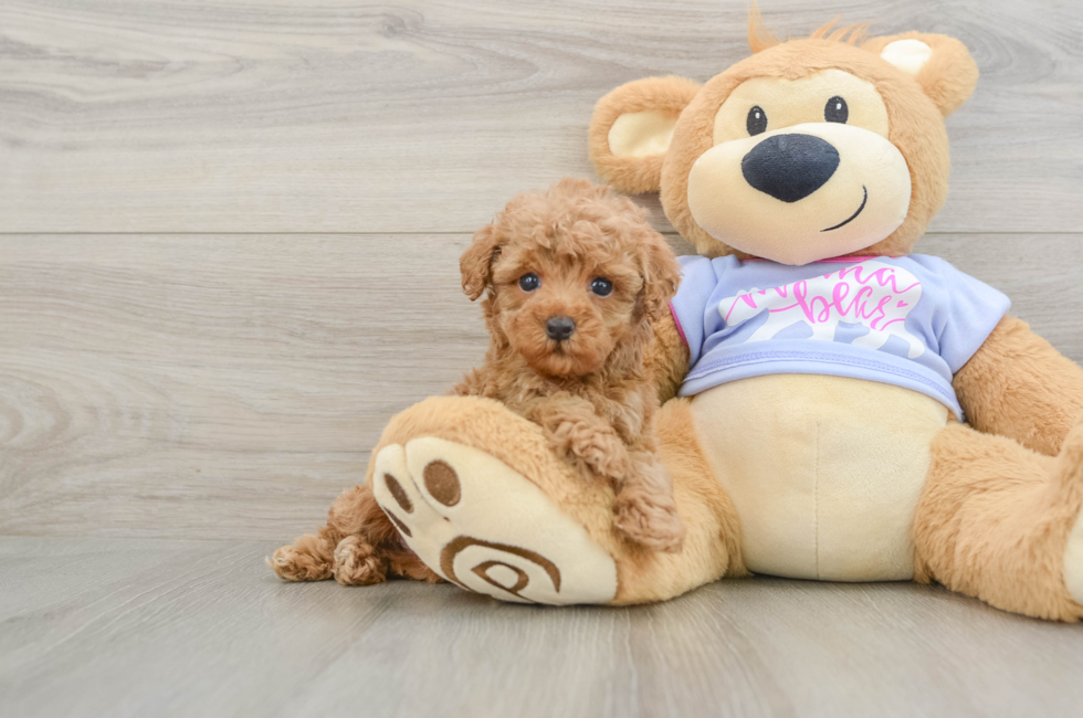 7 week old Poodle Puppy For Sale - Puppy Love PR