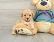 6 week old Poodle Puppy For Sale - Puppy Love PR