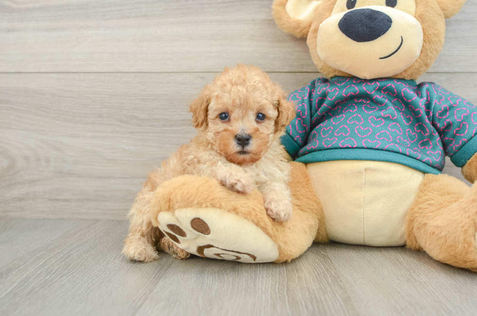 6 week old Poodle Puppy For Sale - Puppy Love PR
