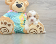 7 week old Poodle Puppy For Sale - Puppy Love PR
