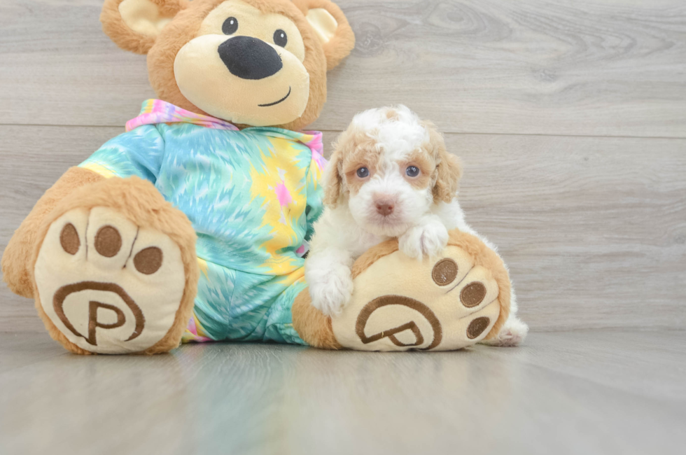 5 week old Poodle Puppy For Sale - Puppy Love PR