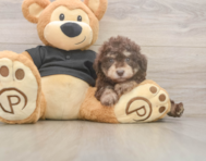 7 week old Poodle Puppy For Sale - Puppy Love PR