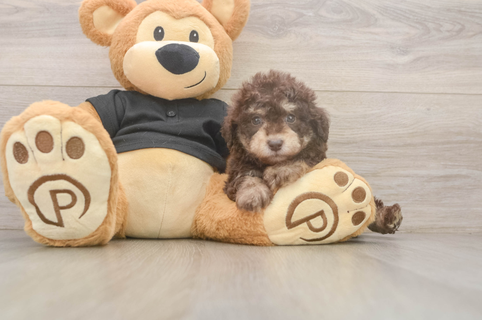 7 week old Poodle Puppy For Sale - Puppy Love PR