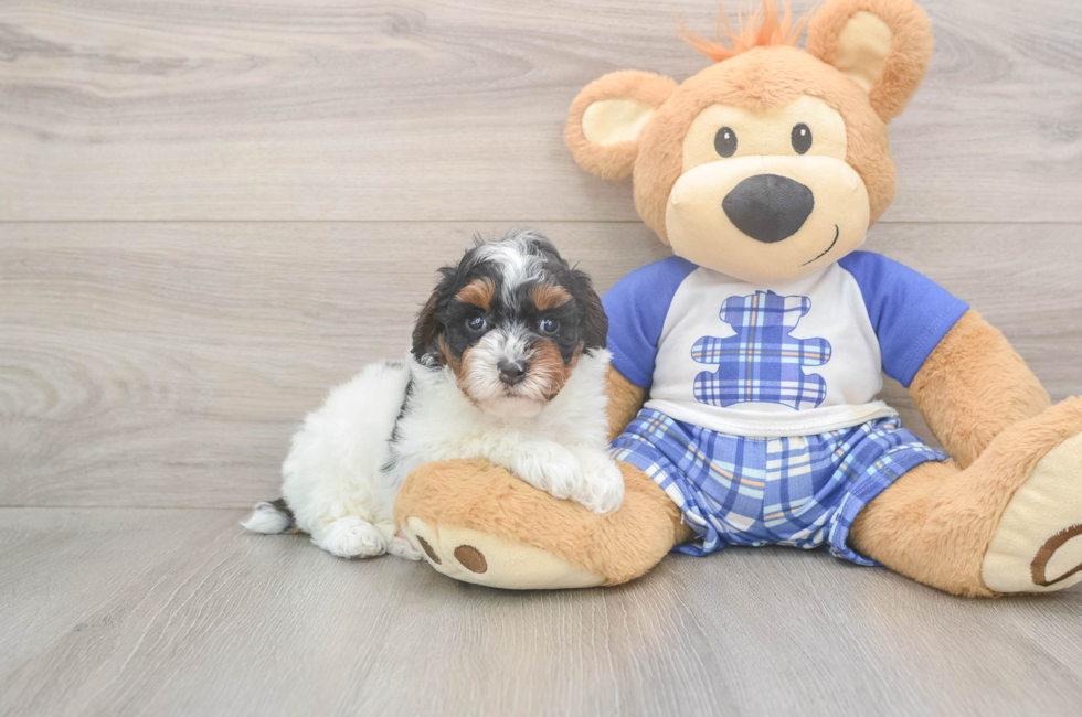 5 week old Poodle Puppy For Sale - Puppy Love PR