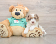 7 week old Poodle Puppy For Sale - Puppy Love PR