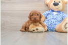 Poodle Pup Being Cute