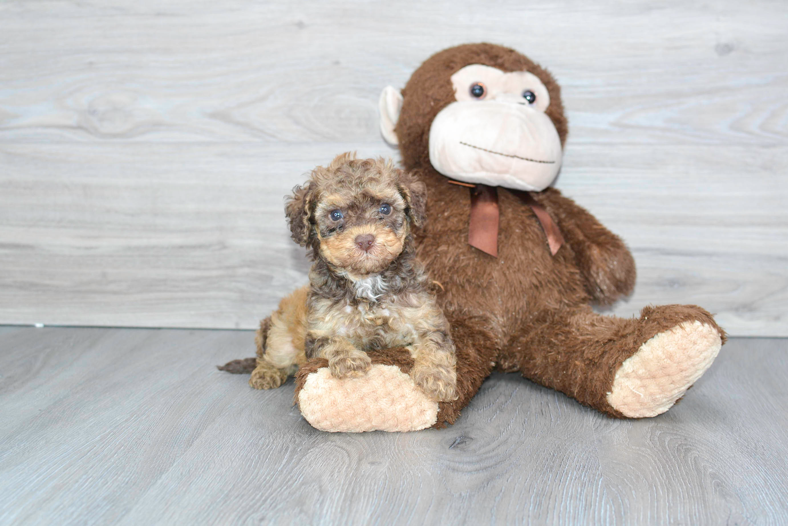 Cute Pudle Purebred Puppy