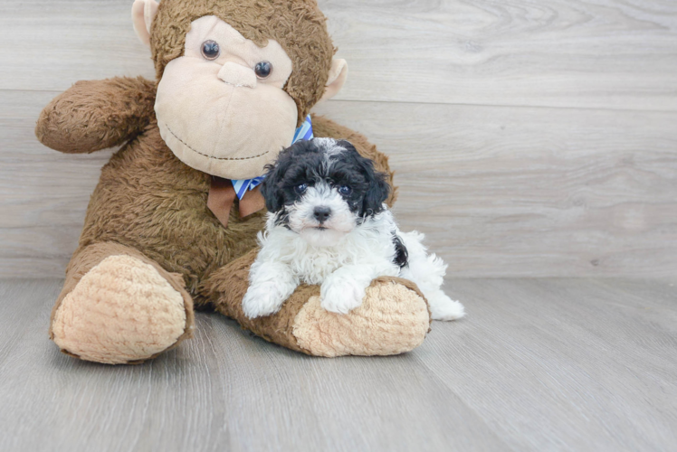 Cute Poodle Purebred Pup