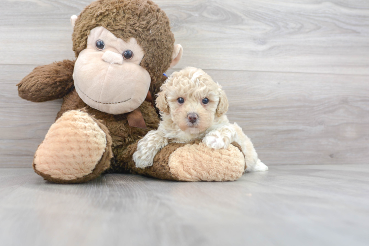 Poodle Pup Being Cute