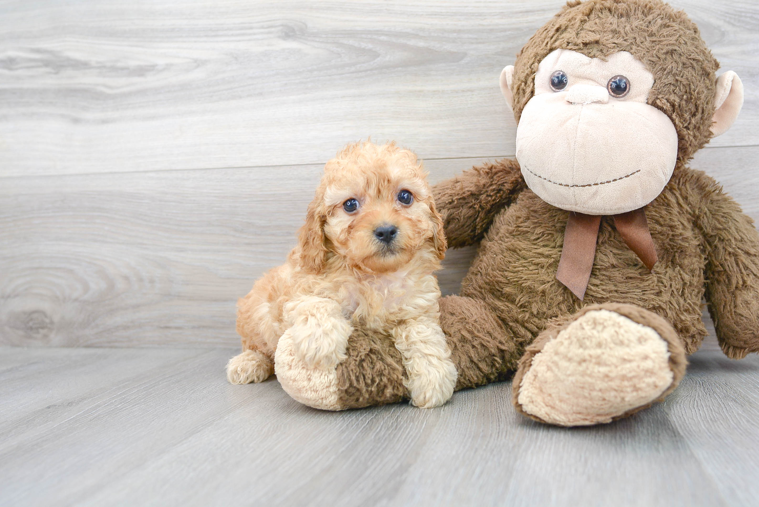 Cute Poodle Baby