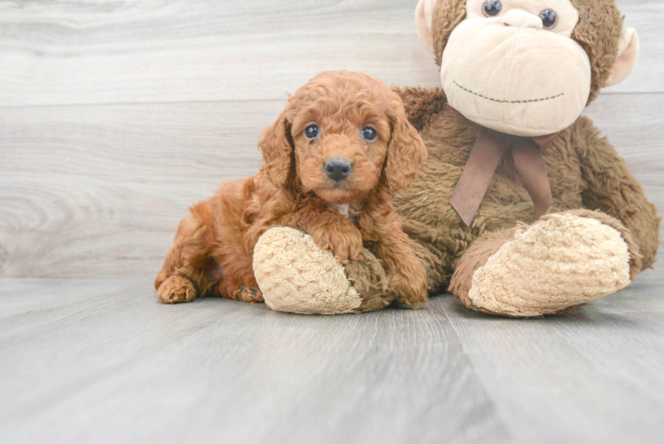 Small Poodle Purebred Pup