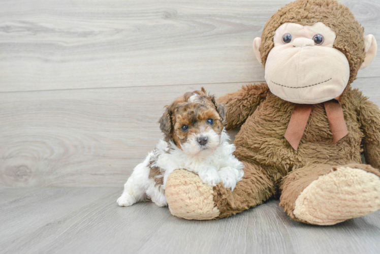 Meet Etsy - our Poodle Puppy Photo 1/3 - Puppy Love PR Best Poodle Baby