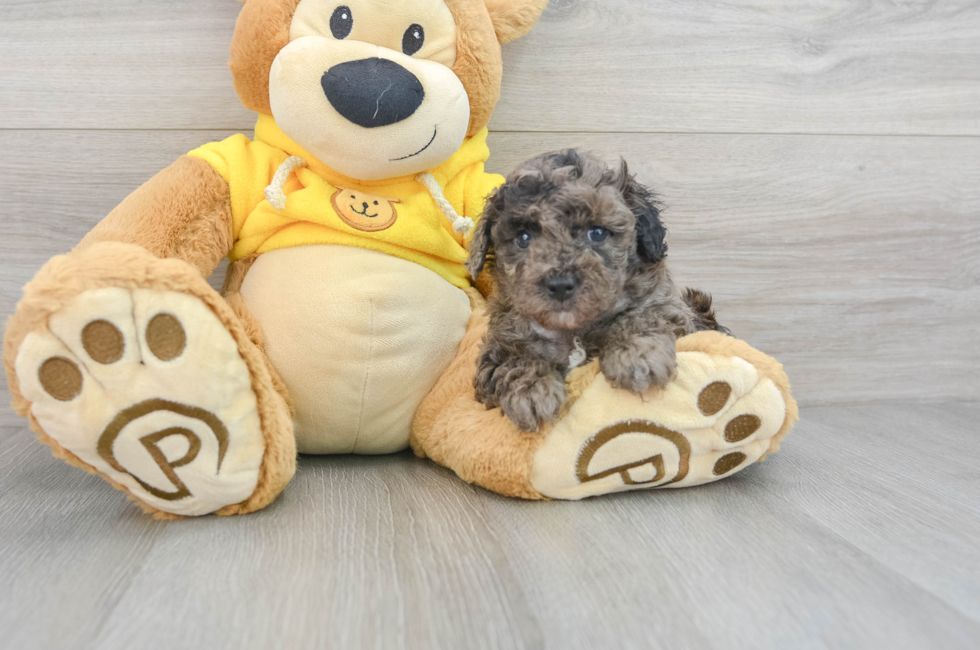 6 week old Poodle Puppy For Sale - Puppy Love PR