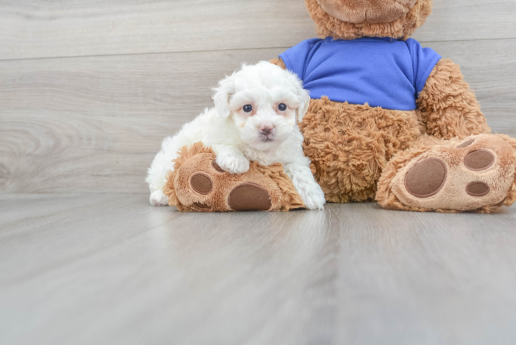 Meet Etsy - our Poodle Puppy Photo 1/3 - Puppy Love PR Best Poodle Baby