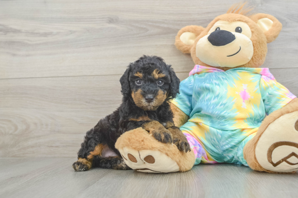 5 week old Poodle Puppy For Sale - Puppy Love PR