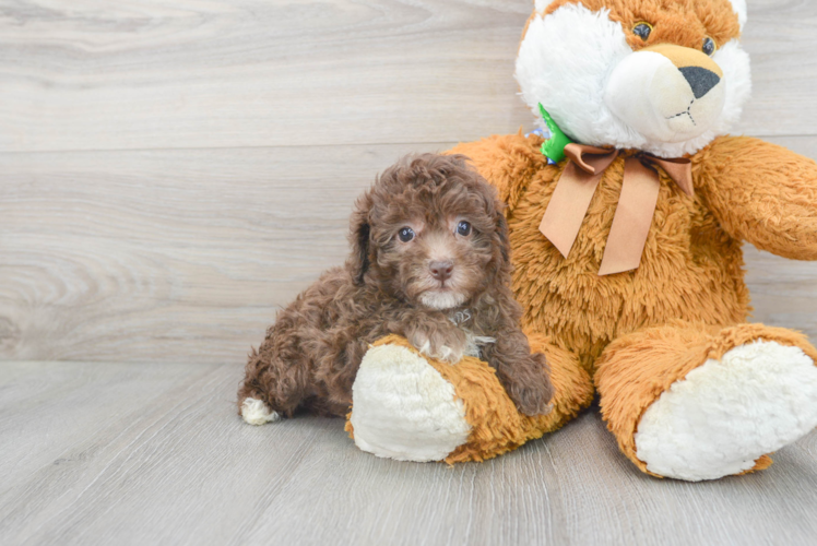 Cute Poodle Purebred Pup