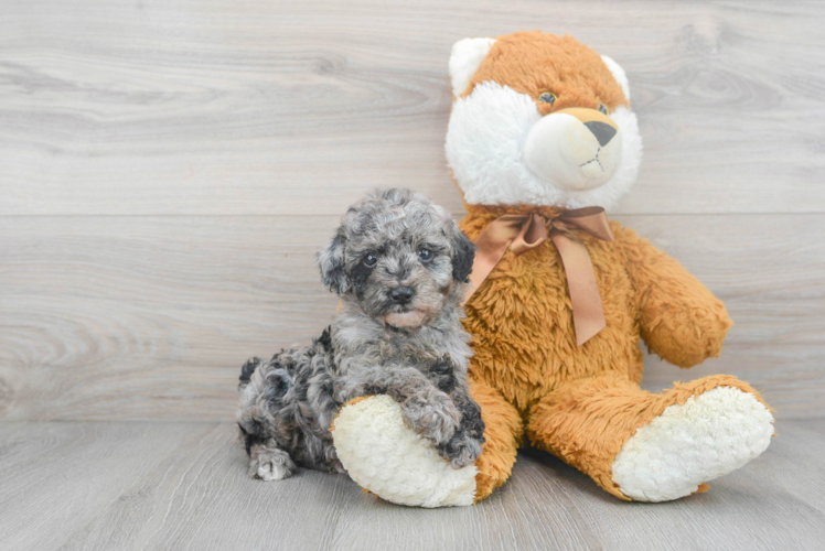 Meet Suki - our Poodle Puppy Photo 1/3 - Puppy Love PR Best Poodle Baby