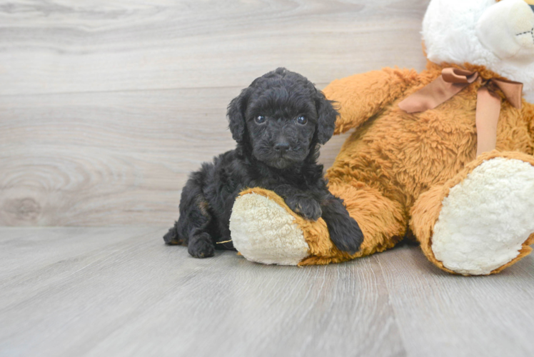 Poodle Puppy for Adoption