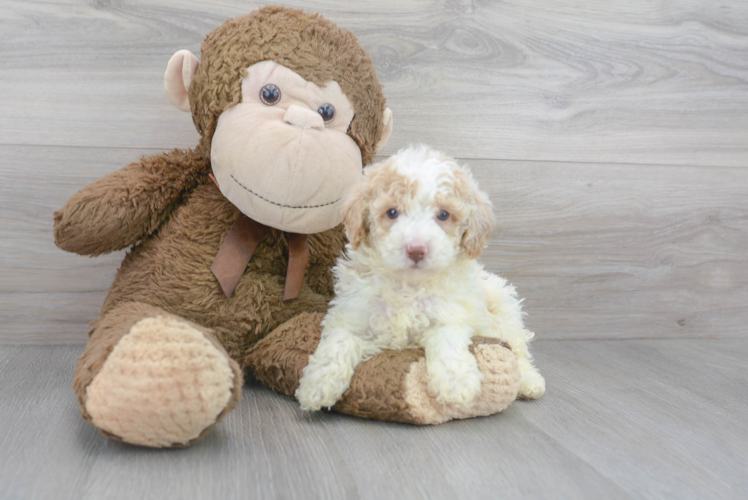 Meet Fred - our Poodle Puppy Photo 1/3 - Puppy Love PR Poodle Puppy for Adoption