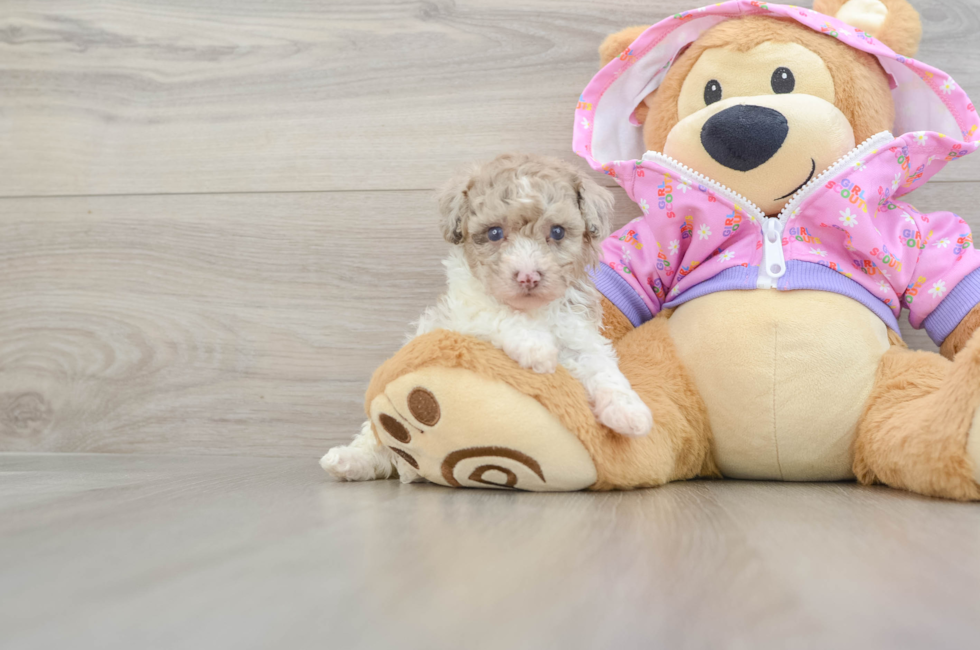 5 week old Poodle Puppy For Sale - Puppy Love PR