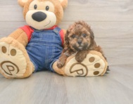 8 week old Poodle Puppy For Sale - Puppy Love PR