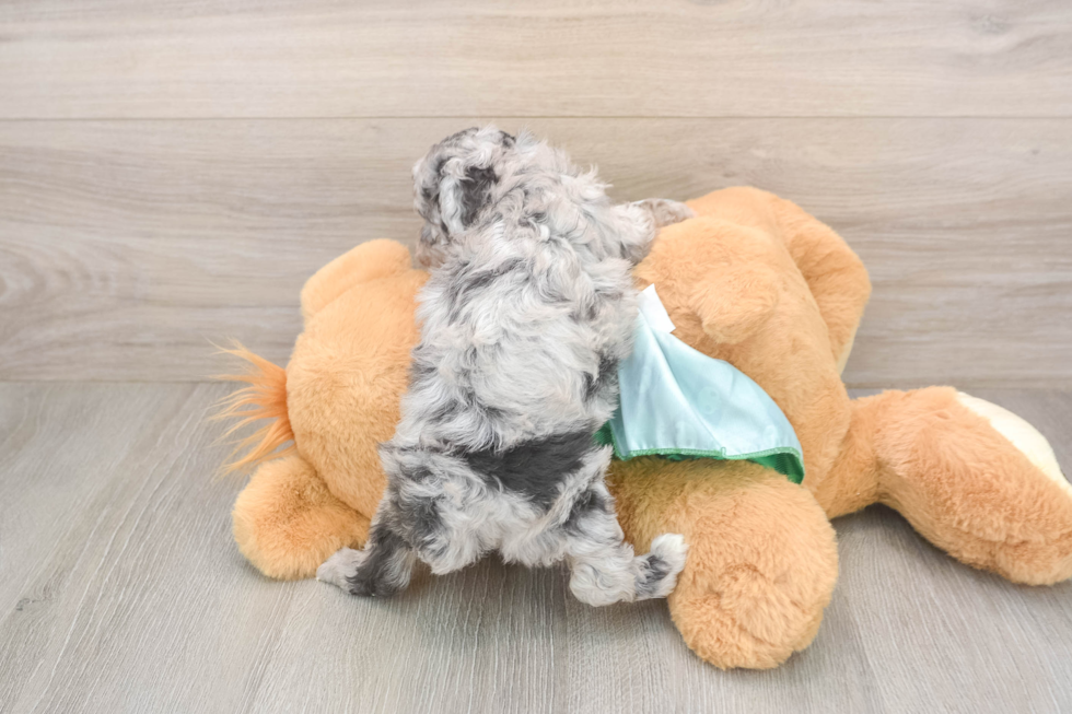 Poodle Puppy for Adoption