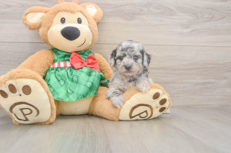 Akc Registered Poodle Baby