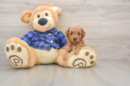 Poodle Puppy for Adoption