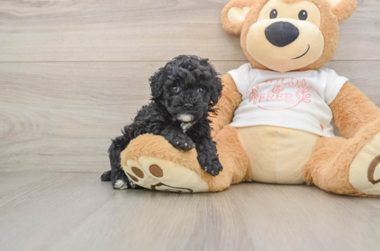 Poodle Puppy for Adoption