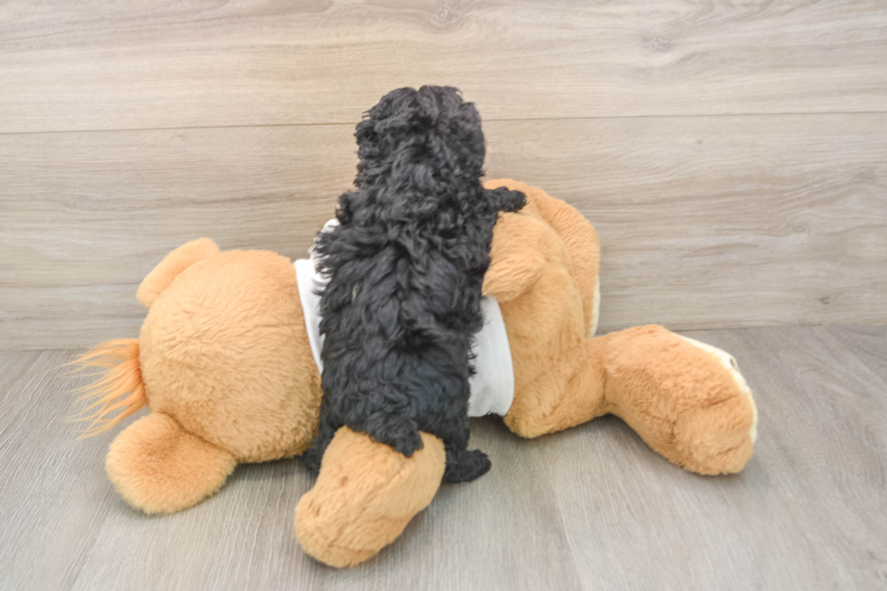 Fluffy Toy Poodle Purebred Puppy