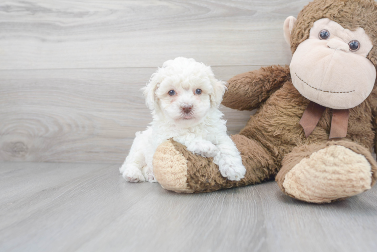 Cute Pudle Purebred Puppy