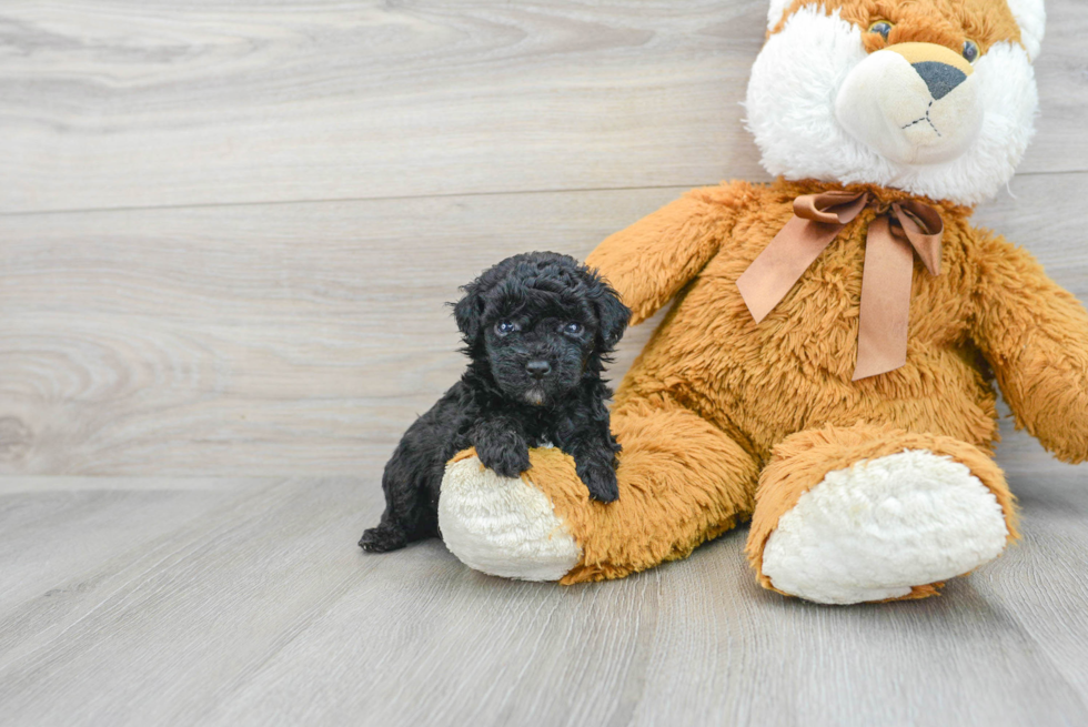 Small Poodle Purebred Pup