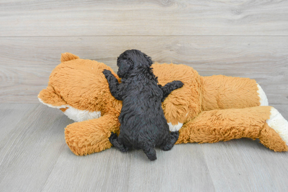 Popular Poodle Baby