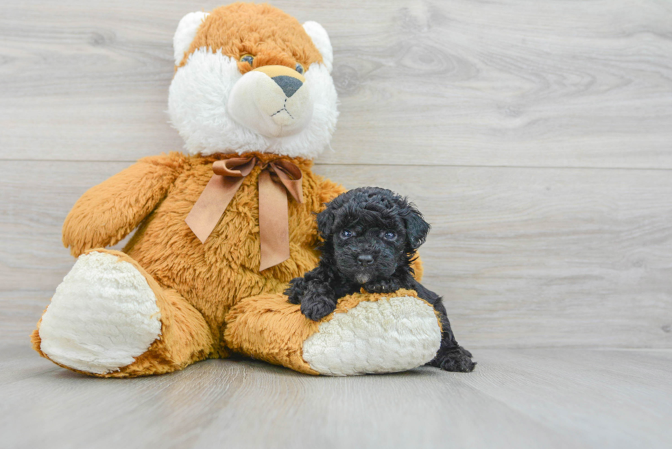 Little Poodle Purebred Pup