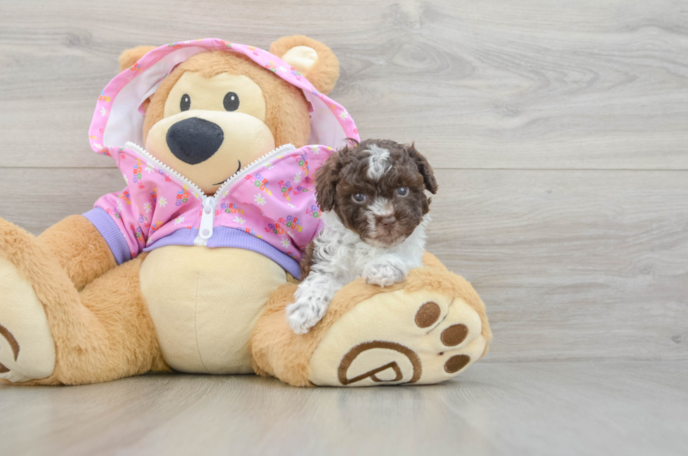 5 week old Poodle Puppy For Sale - Puppy Love PR
